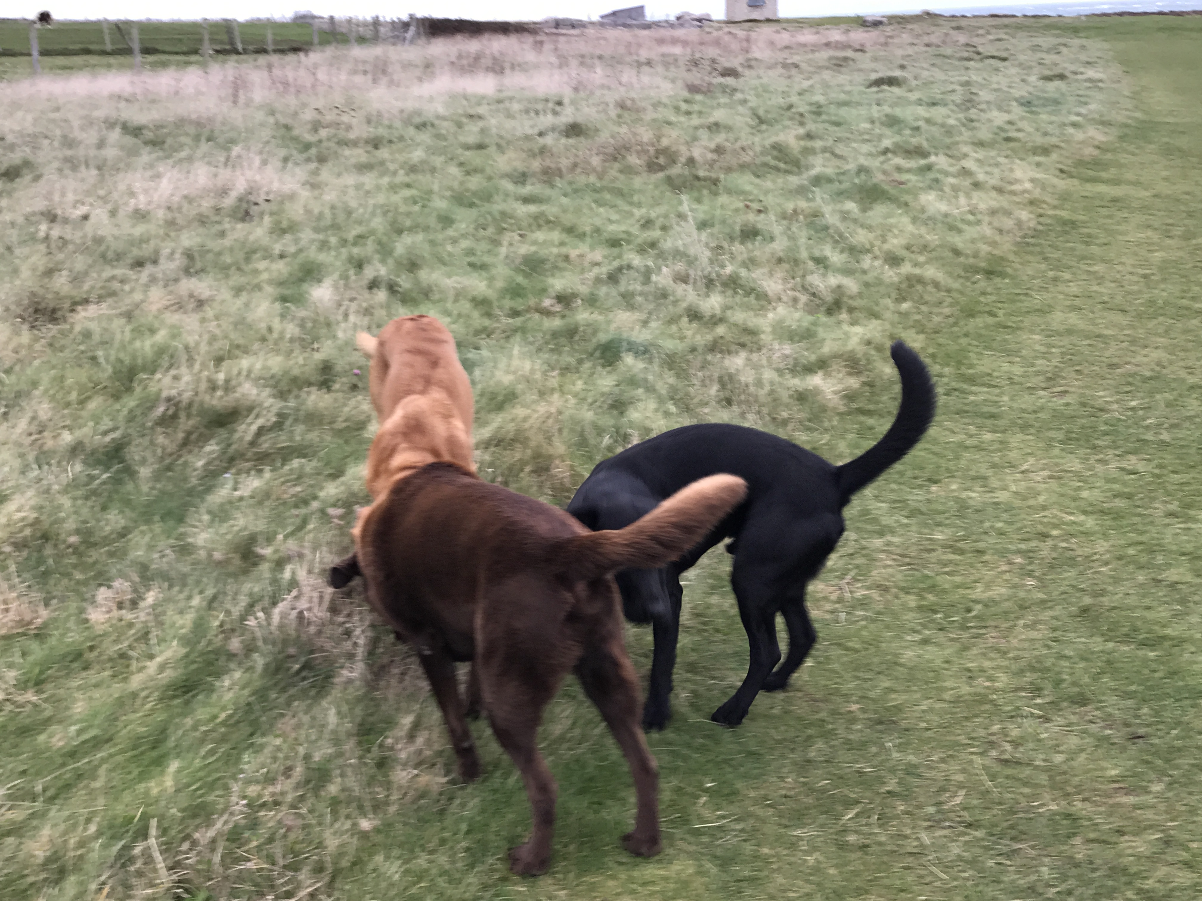 Dog mess